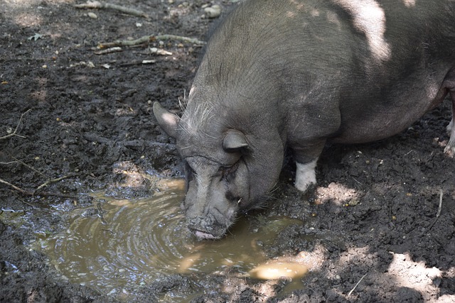 半场：热那亚1-1佛罗伦萨，厄斯蒂高破门，古德蒙德松点射